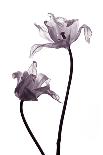 Three Withered Transparent Tulips on White Background Desaturated-Zaretska Olga-Photographic Print