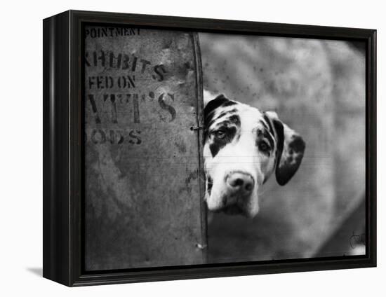 Zastur of Sudbury Peeking around Corner-null-Framed Premier Image Canvas