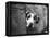 Zastur of Sudbury Peeking around Corner-null-Framed Premier Image Canvas