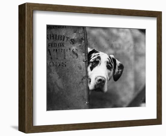 Zastur of Sudbury Peeking around Corner-null-Framed Photographic Print