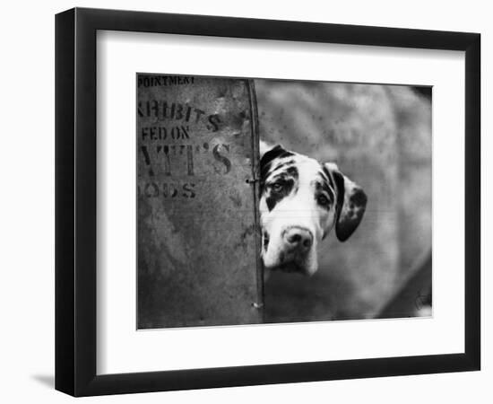 Zastur of Sudbury Peeking around Corner-null-Framed Photographic Print