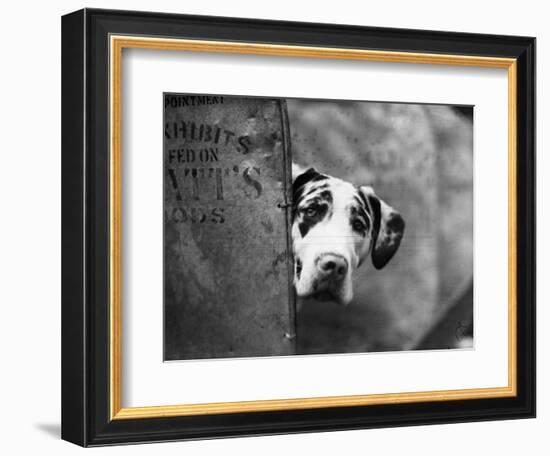 Zastur of Sudbury Peeking around Corner-null-Framed Photographic Print