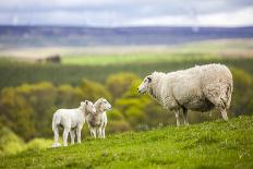 Family on the Meadow - Scottish Sheeps-Zbyszko-Framed Photographic Print