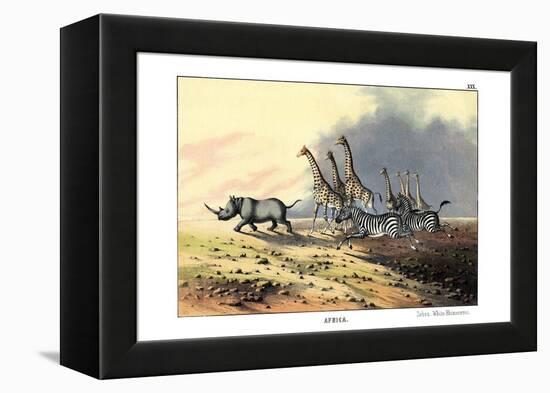 Zebra, 1860-null-Framed Premier Image Canvas