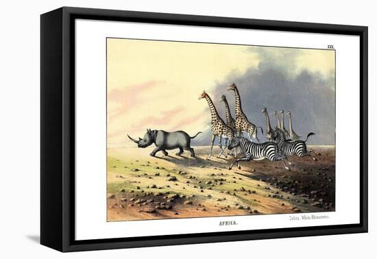 Zebra, 1860-null-Framed Premier Image Canvas