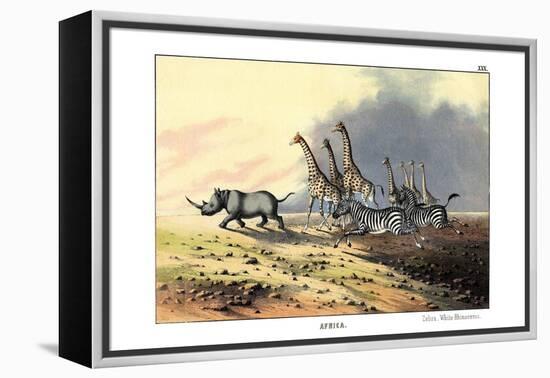 Zebra, 1860-null-Framed Premier Image Canvas