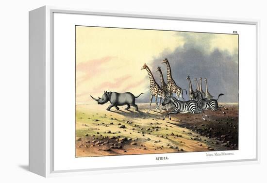 Zebra, 1860-null-Framed Premier Image Canvas