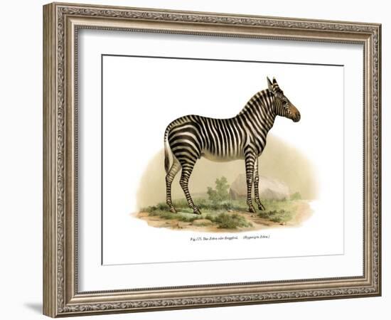Zebra, 1860-null-Framed Giclee Print