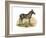 Zebra, 1860-null-Framed Giclee Print