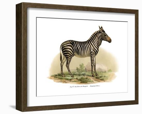 Zebra, 1860-null-Framed Giclee Print