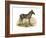 Zebra, 1860-null-Framed Giclee Print