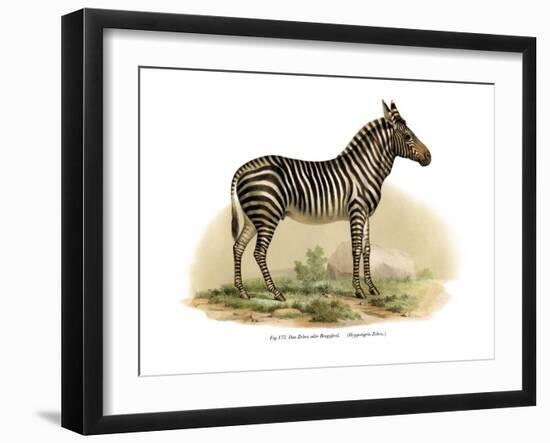 Zebra, 1860-null-Framed Giclee Print