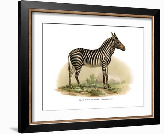 Zebra, 1860-null-Framed Giclee Print