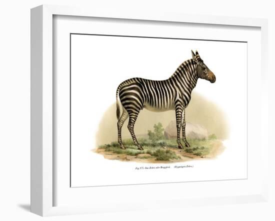 Zebra, 1860-null-Framed Giclee Print