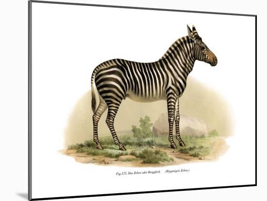 Zebra, 1860-null-Mounted Giclee Print