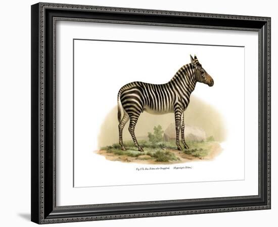 Zebra, 1860-null-Framed Giclee Print