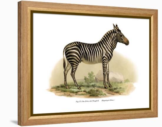 Zebra, 1860-null-Framed Premier Image Canvas