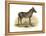 Zebra, 1860-null-Framed Premier Image Canvas