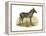 Zebra, 1860-null-Framed Premier Image Canvas