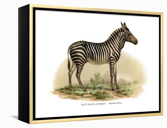 Zebra, 1860-null-Framed Premier Image Canvas