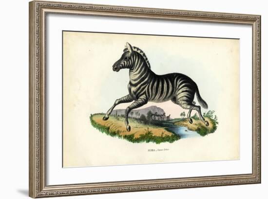 Zebra, 1863-79-Raimundo Petraroja-Framed Giclee Print