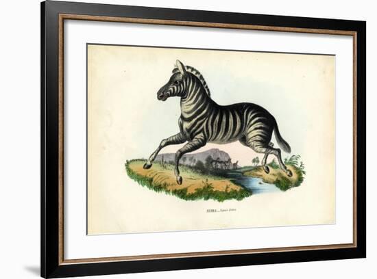 Zebra, 1863-79-Raimundo Petraroja-Framed Giclee Print