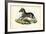 Zebra, 1863-79-Raimundo Petraroja-Framed Giclee Print