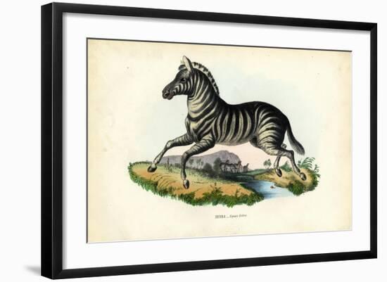 Zebra, 1863-79-Raimundo Petraroja-Framed Giclee Print