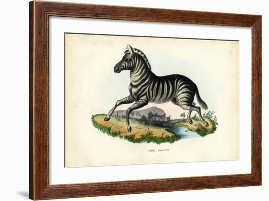 Zebra, 1863-79-Raimundo Petraroja-Framed Giclee Print