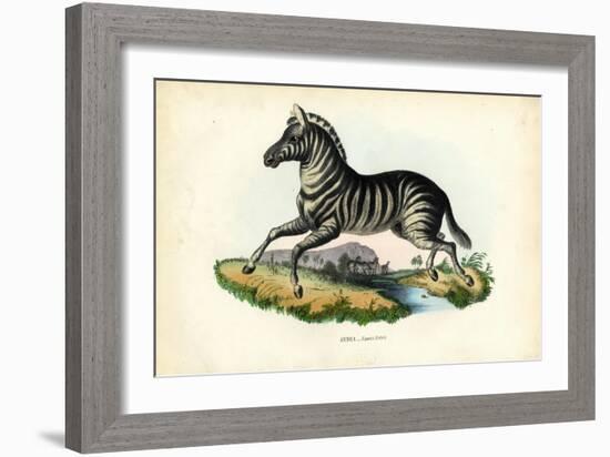 Zebra, 1863-79-Raimundo Petraroja-Framed Giclee Print
