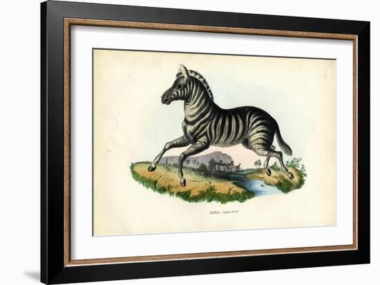 Zebra, 1863-79-Raimundo Petraroja-Framed Giclee Print