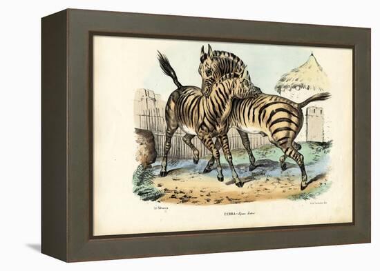 Zebra, 1863-79-Raimundo Petraroja-Framed Premier Image Canvas