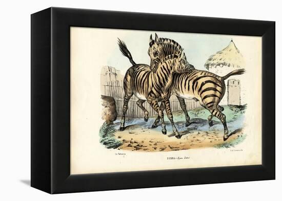 Zebra, 1863-79-Raimundo Petraroja-Framed Premier Image Canvas