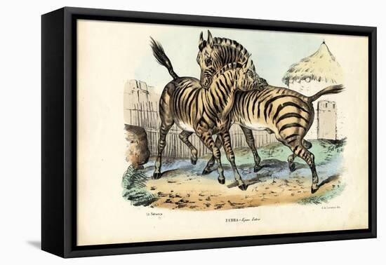 Zebra, 1863-79-Raimundo Petraroja-Framed Premier Image Canvas