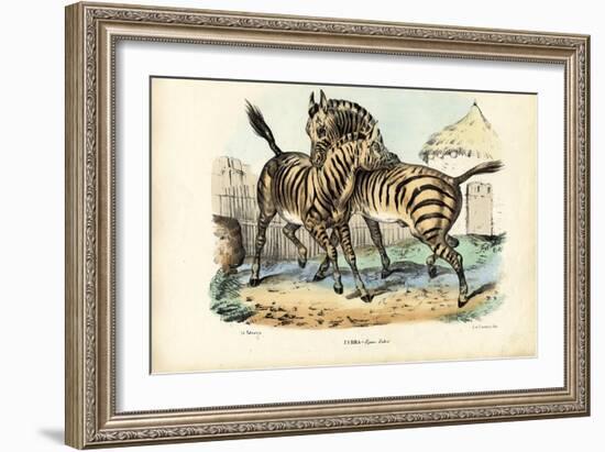 Zebra, 1863-79-Raimundo Petraroja-Framed Giclee Print