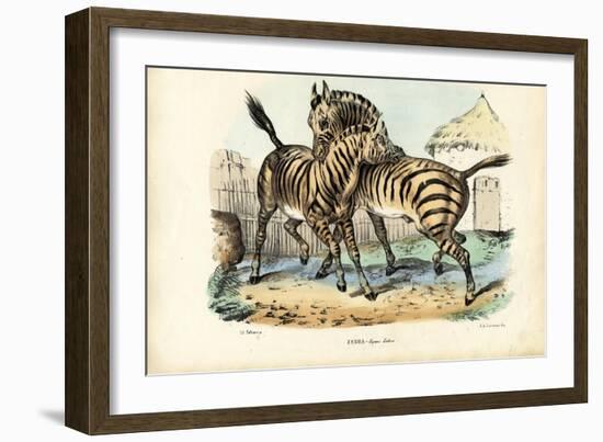 Zebra, 1863-79-Raimundo Petraroja-Framed Giclee Print