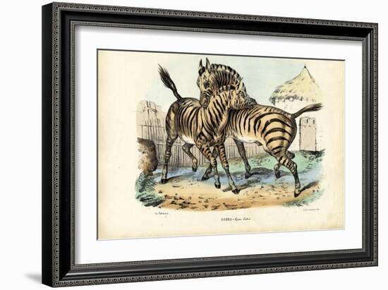 Zebra, 1863-79-Raimundo Petraroja-Framed Giclee Print