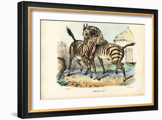 Zebra, 1863-79-Raimundo Petraroja-Framed Giclee Print