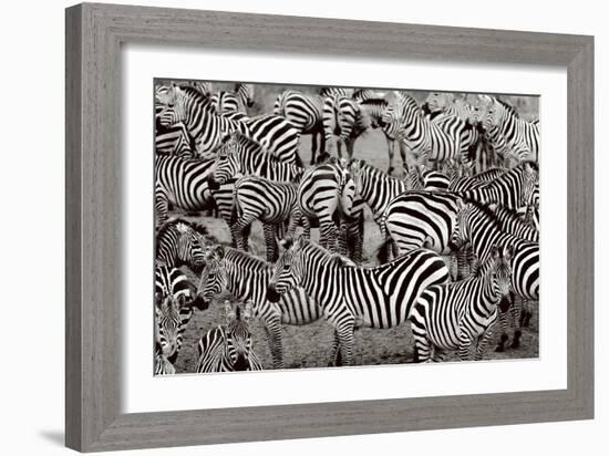 Zebra Abstraction-Jorge Llovet-Framed Art Print