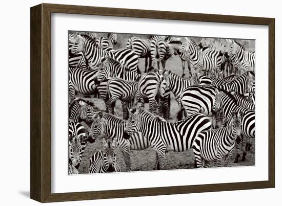 Zebra Abstraction-Jorge Llovet-Framed Art Print