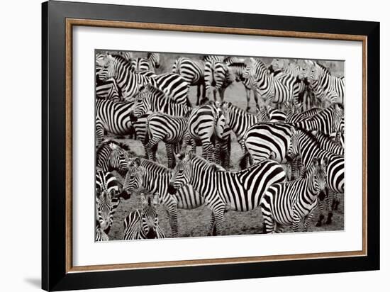 Zebra Abstraction-Jorge Llovet-Framed Art Print