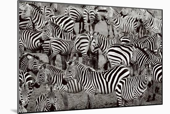 Zebra Abstraction-Jorge Llovet-Mounted Art Print