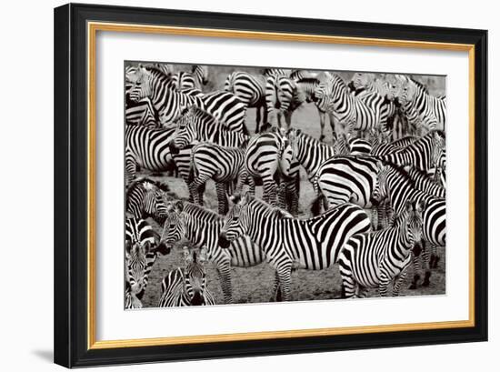 Zebra Abstraction-Jorge Llovet-Framed Art Print