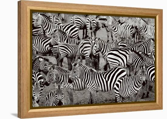 Zebra Abstraction-Jorge Llovet-Framed Stretched Canvas