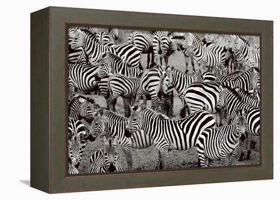 Zebra Abstraction-Jorge Llovet-Framed Stretched Canvas