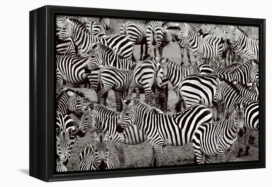 Zebra Abstraction-Jorge Llovet-Framed Stretched Canvas