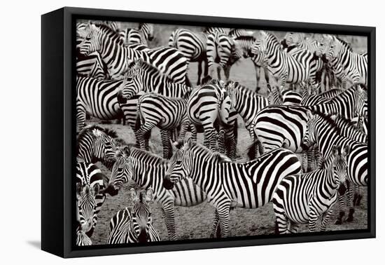 Zebra Abstraction-Jorge Llovet-Framed Stretched Canvas