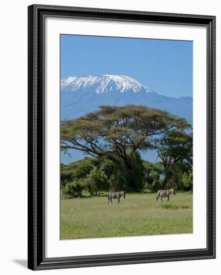 Zebra, Amboseli National Park, With Mount Kilimanjaro in the Background, Kenya, East Africa, Africa-Charles Bowman-Framed Photographic Print