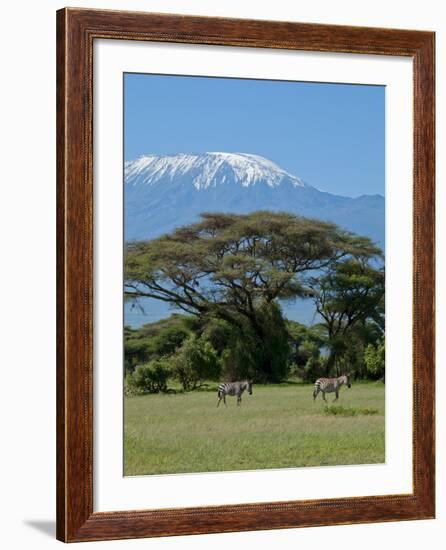 Zebra, Amboseli National Park, With Mount Kilimanjaro in the Background, Kenya, East Africa, Africa-Charles Bowman-Framed Photographic Print