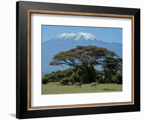 Zebra, Amboseli National Park, With Mount Kilimanjaro in the Background, Kenya, East Africa, Africa-Charles Bowman-Framed Photographic Print